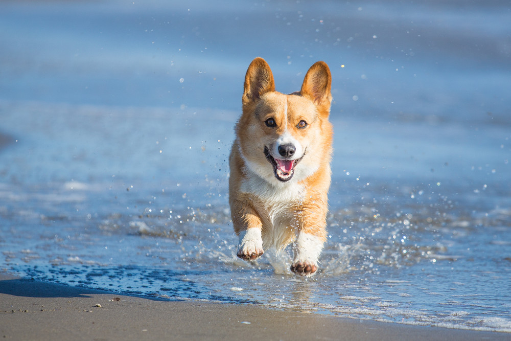 What is Good About the Pembroke Welsh Corgi?