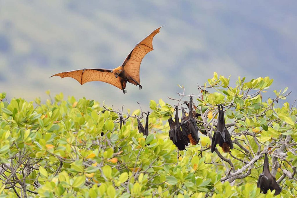 What is a Flying Fox? Foxes with Wings, or the Largest Fruit Bats in the World?