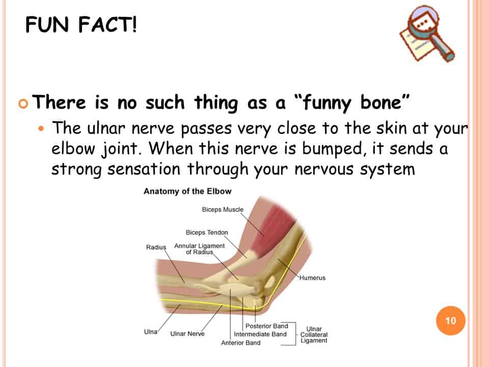 FUN FACT There is no such thing as a funny bone