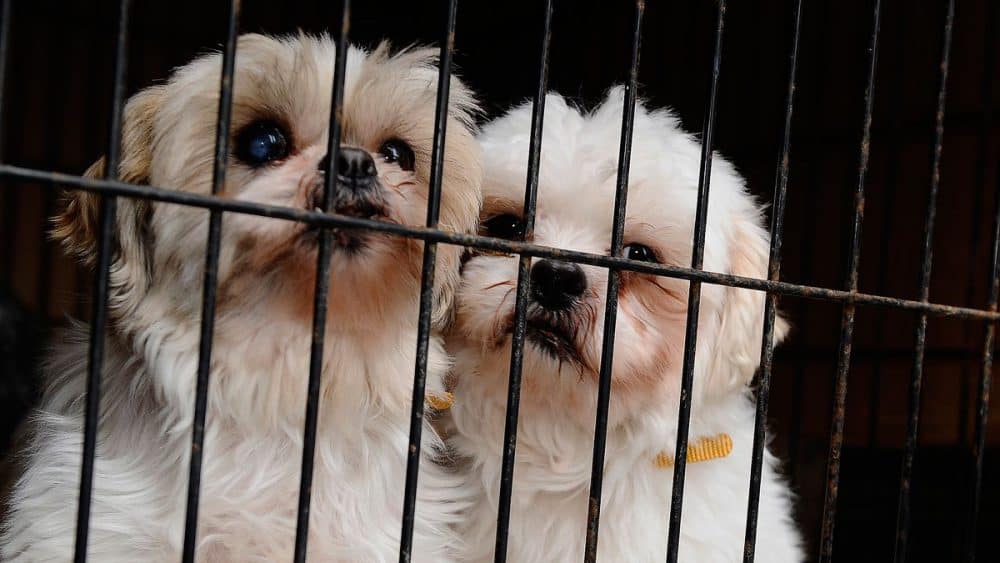 Puppy Mill GettyImages  e