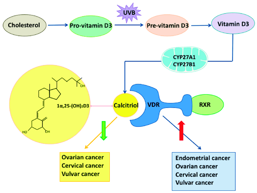 The role of vitamin D and vitamin D receptor VDR in gynecological cancers Endogenous