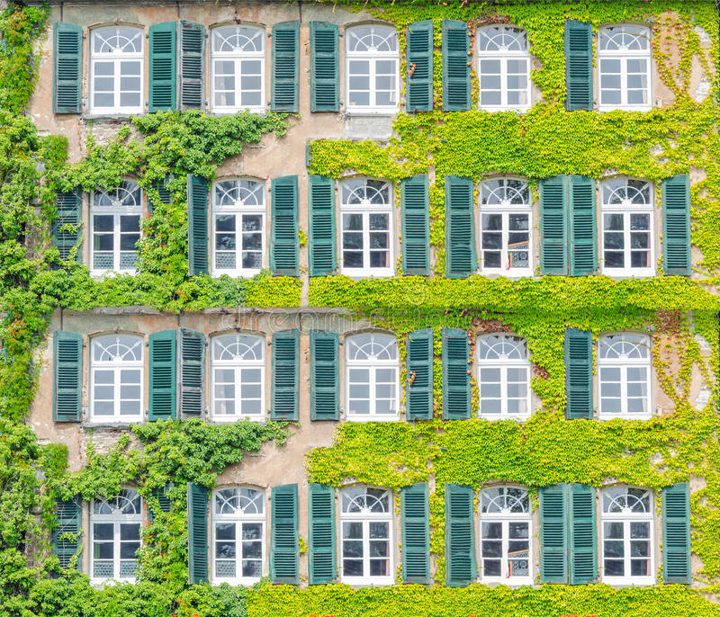 facade greening climbing plants building front ivy overgrown natural thermal insulation air conditioning