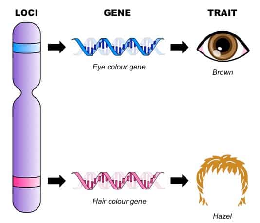 gene and loci med