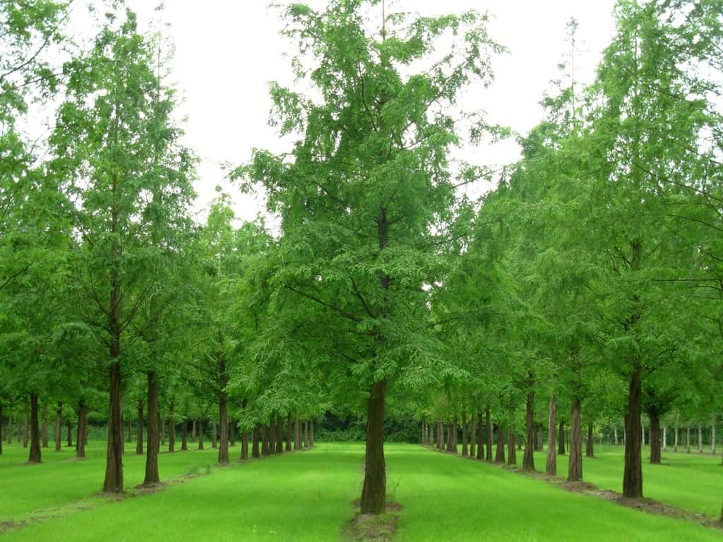 metasequoia glyptostrobiodes