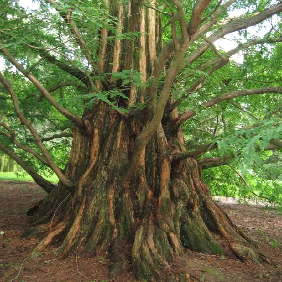 p  Metasequoia glyptostroboides