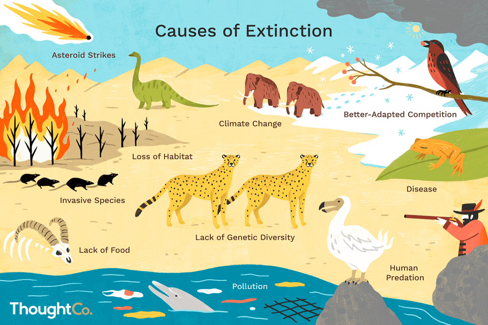 reasons animals go extinct  final dcceecddcceffd