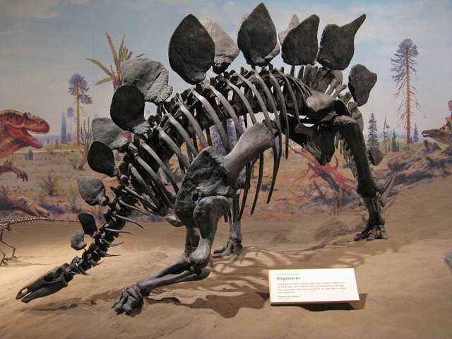 stegosaurusfossil