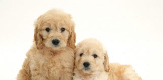 Miniature Goldendoodle pups  weeks old white background