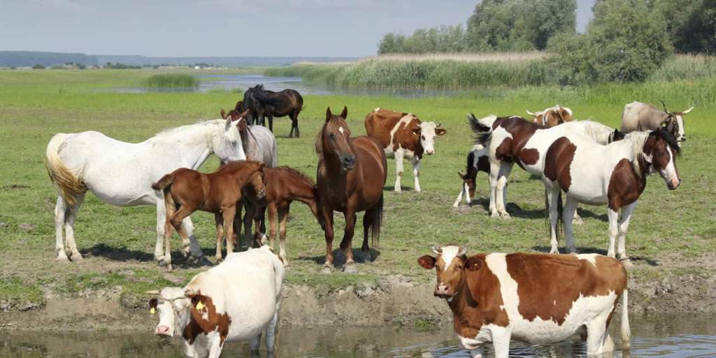 TH LEGACY IMAGE ID horses and cows in field