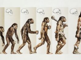 human evolution promo gettyimages